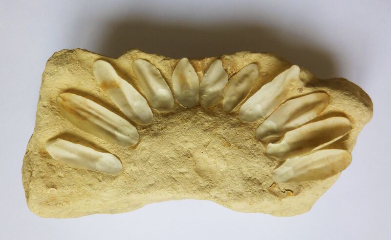 Fossile de marguerite par Patrick Guaffi.jpg